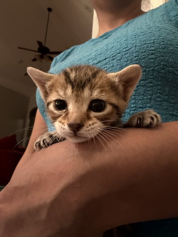 Brisket (Available for pre-adoption) Image