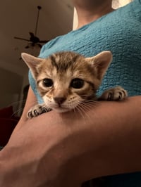 Brisket (Available for pre-adoption) - Photo 1