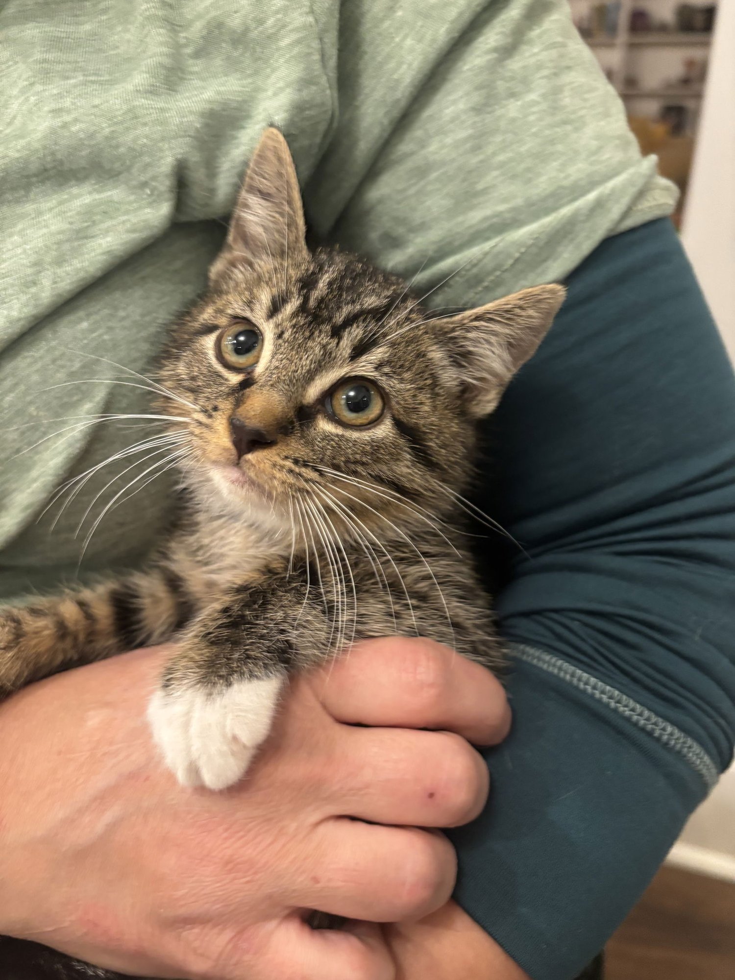 PICO DE GALLO (AVAILABLE FOR PRE-ADOPTION) - Domestic Short Hair available for adoption