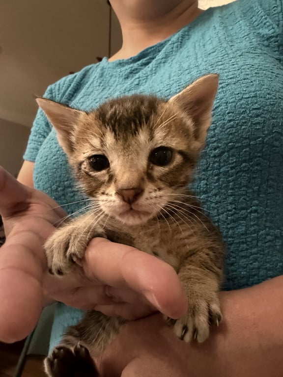 Pot Roast (Available for pre-adoption) Image