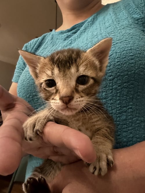 POT ROAST (AVAILABLE FOR PRE-ADOPTION) - Domestic Short Hair available for adoption