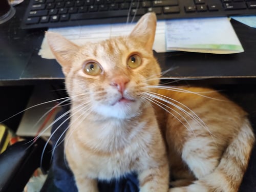 RHUBARB - Domestic Short Hair available for adoption