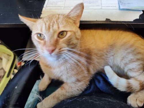 RHUBARB - Domestic Short Hair available for adoption