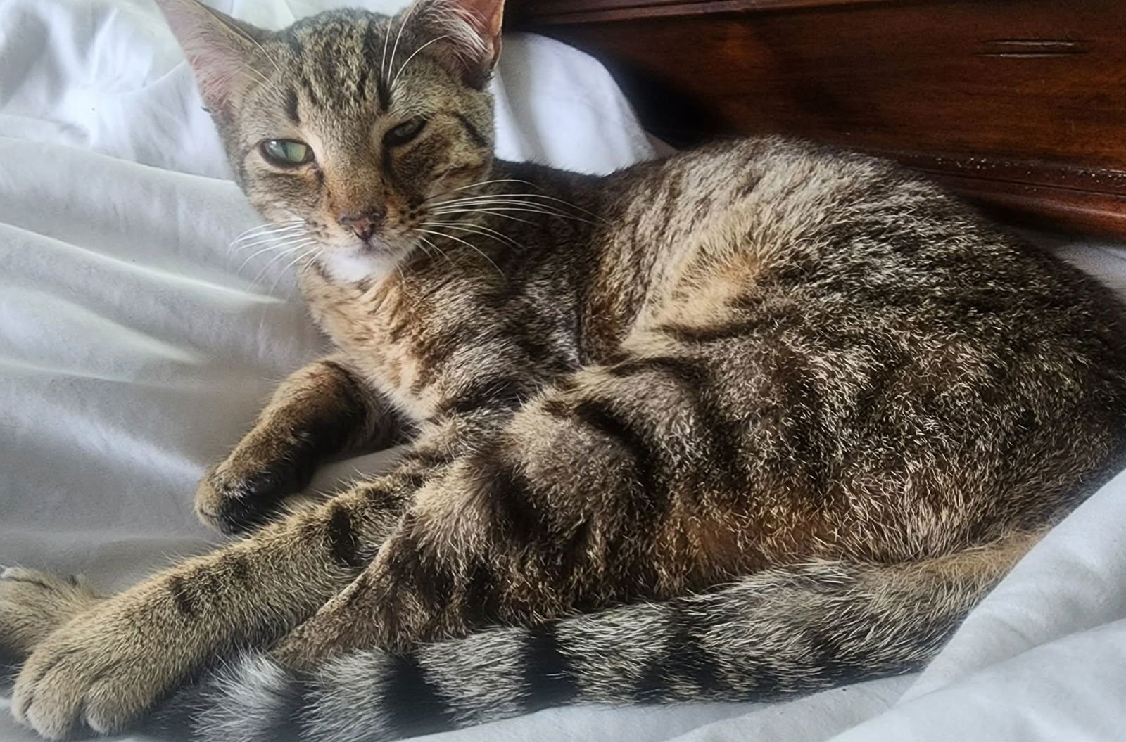 PEABODY - Domestic Short Hair available for adoption