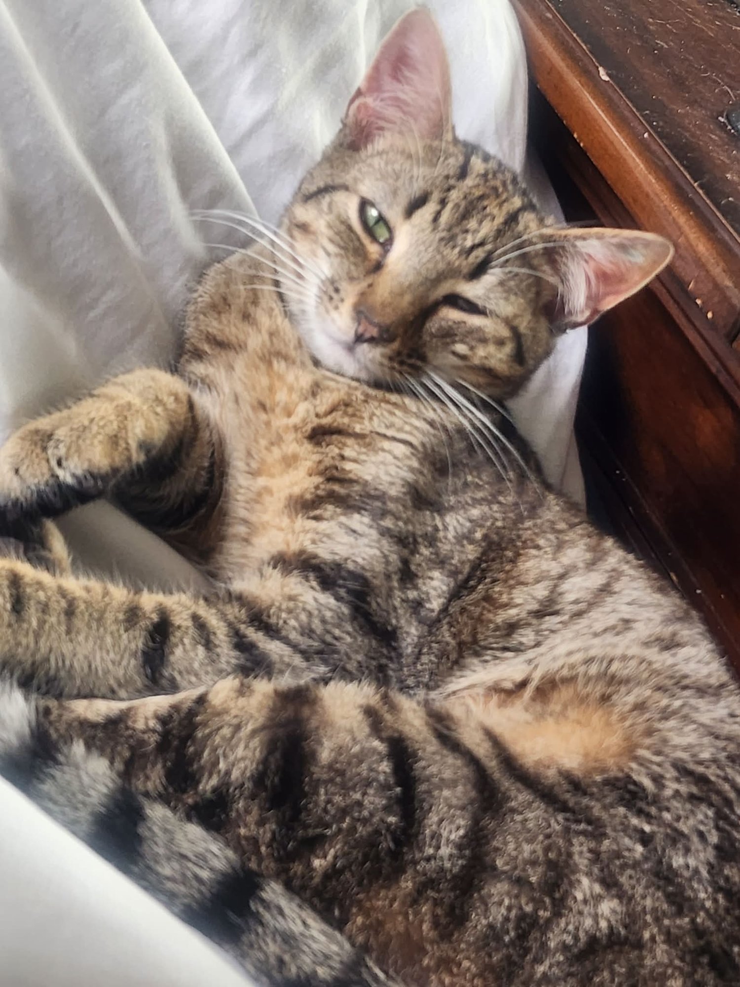 PEABODY - Domestic Short Hair available for adoption