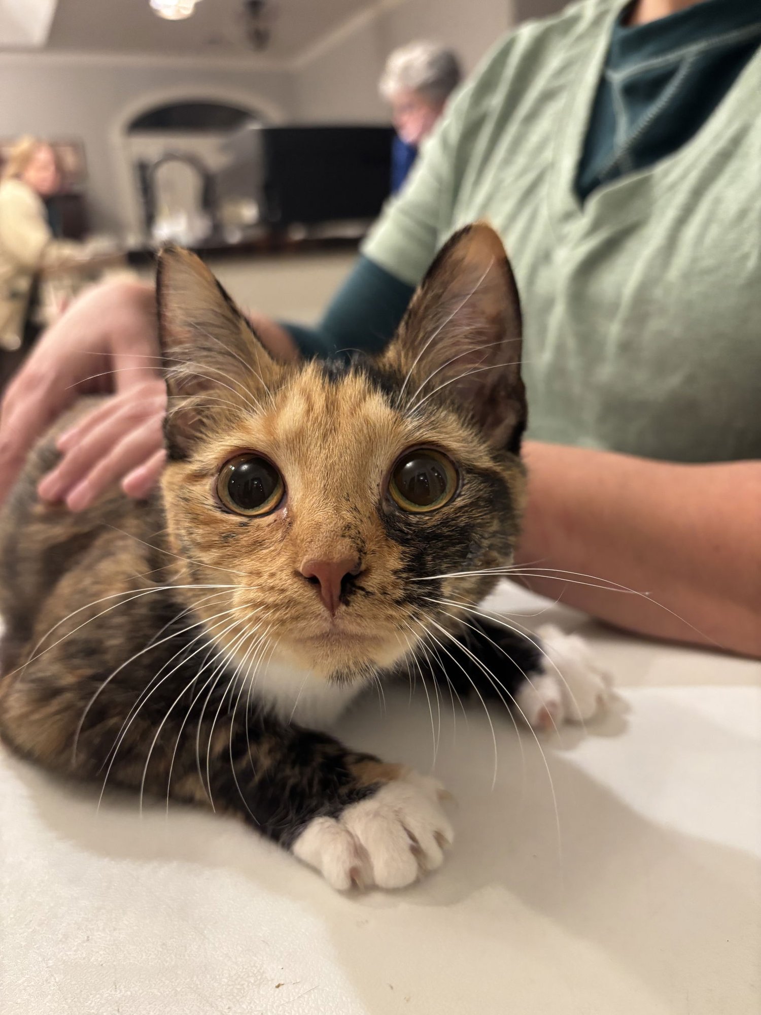 HALLIE - Domestic Short Hair available for adoption