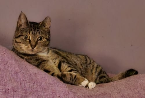 RUBBISH - Domestic Short Hair available for adoption