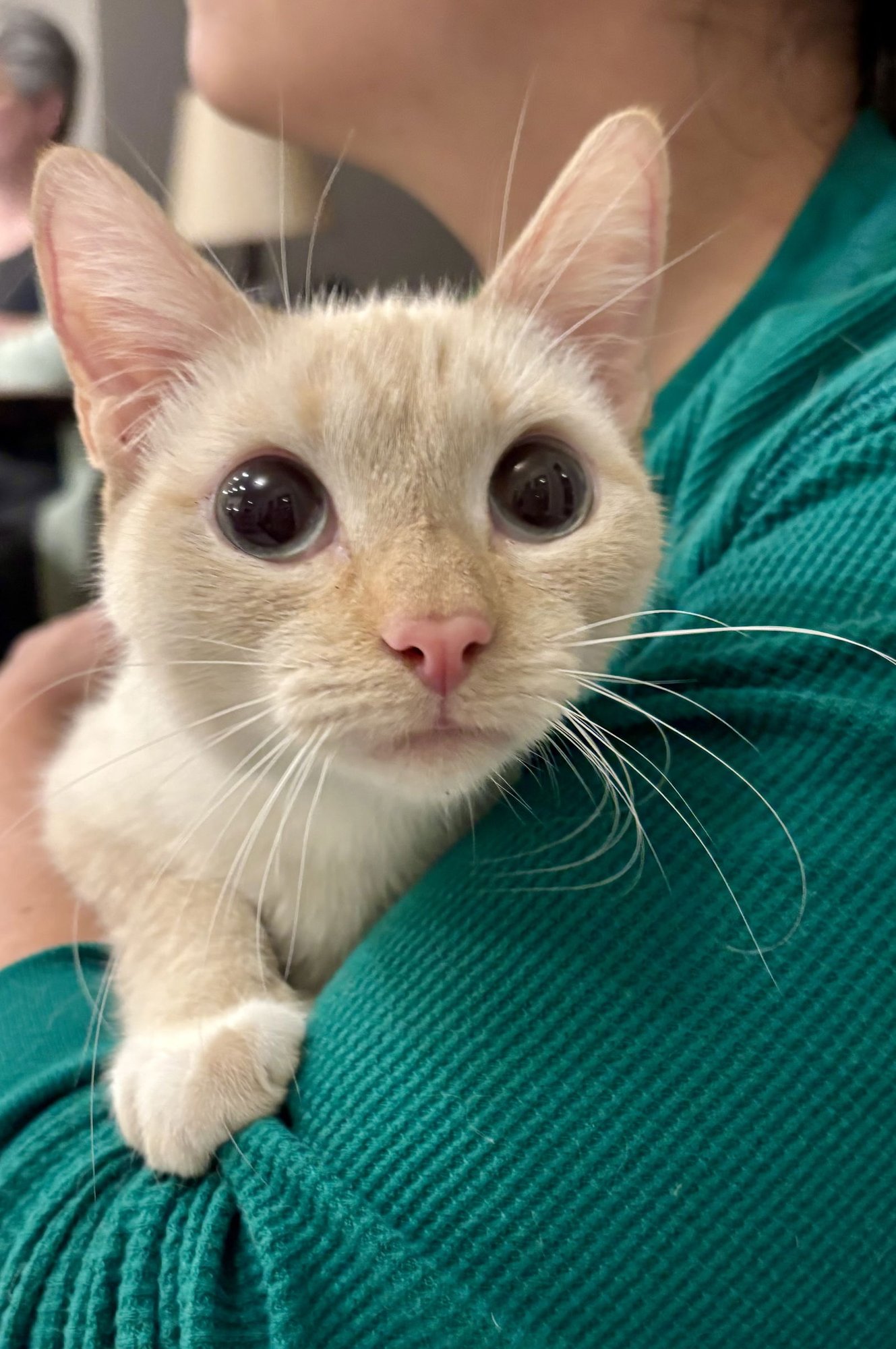 ASAP - Siamese available for adoption
