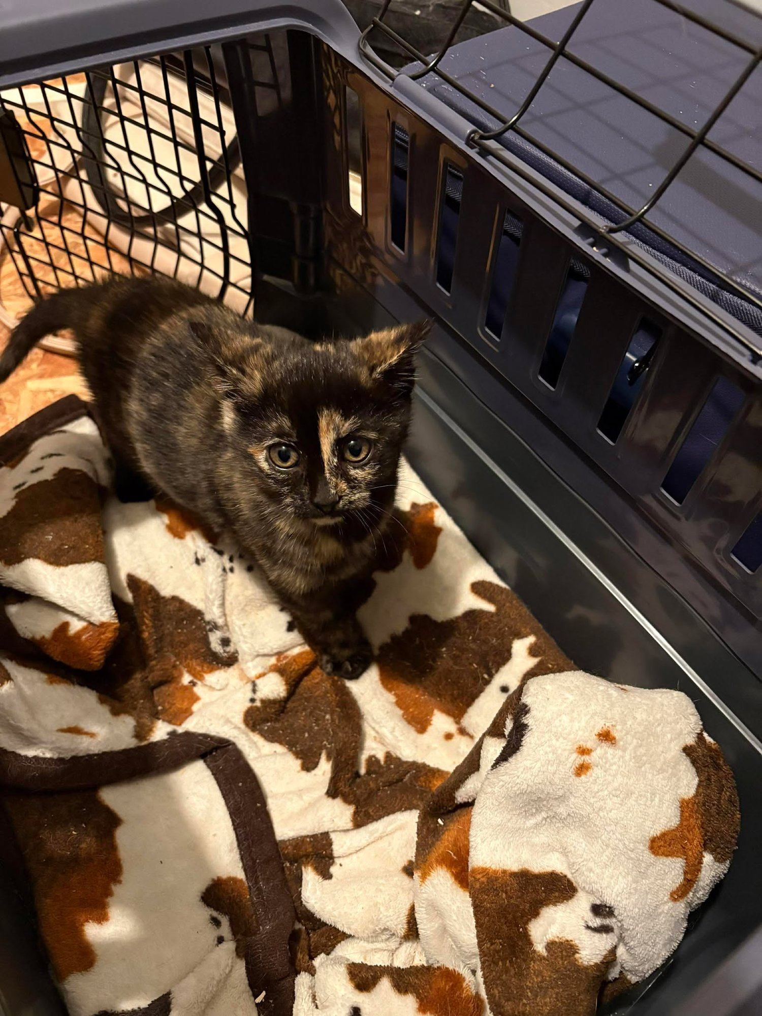 TACO (AVAILABLE FOR PRE-ADOPTION) - Domestic Short Hair available for adoption