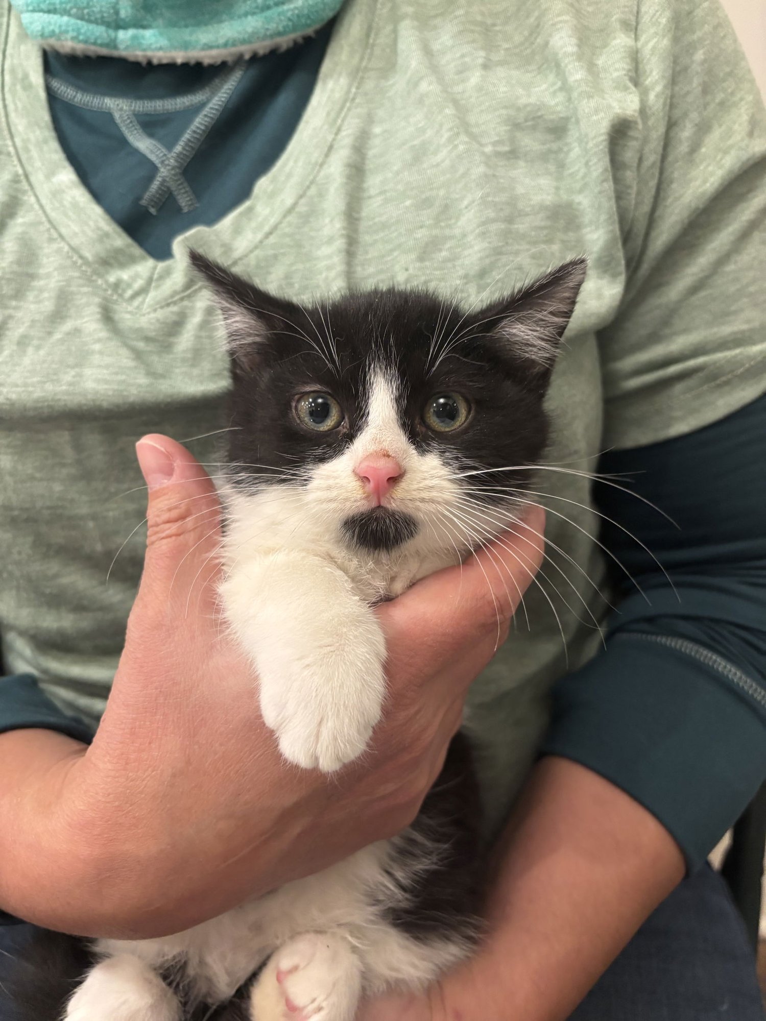 PICANTE (AVAILABLE FOR PRE-ADOPTION) - Domestic Short Hair available for adoption