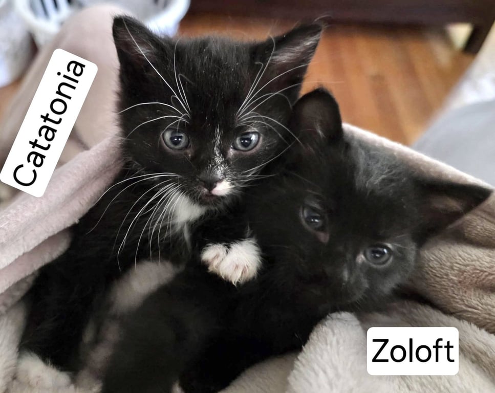 Catatonia (Available for pre-adoption) Image