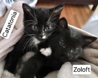 Catatonia (Available for pre-adoption) - Photo 1