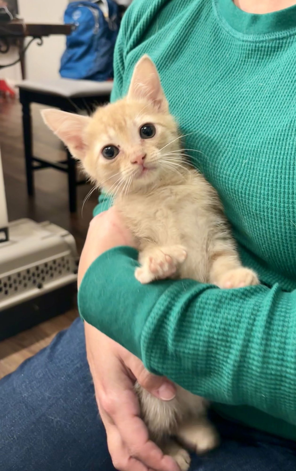 STAT (AVAILABLE FOR PRE-ADOPTION) - Domestic Short Hair available for adoption