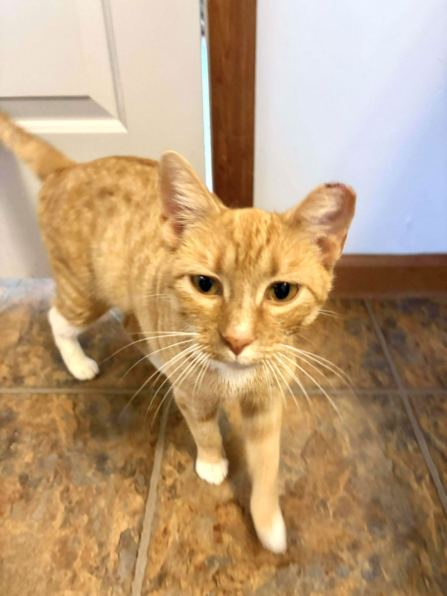 HOTPOT - Domestic Short Hair available for adoption