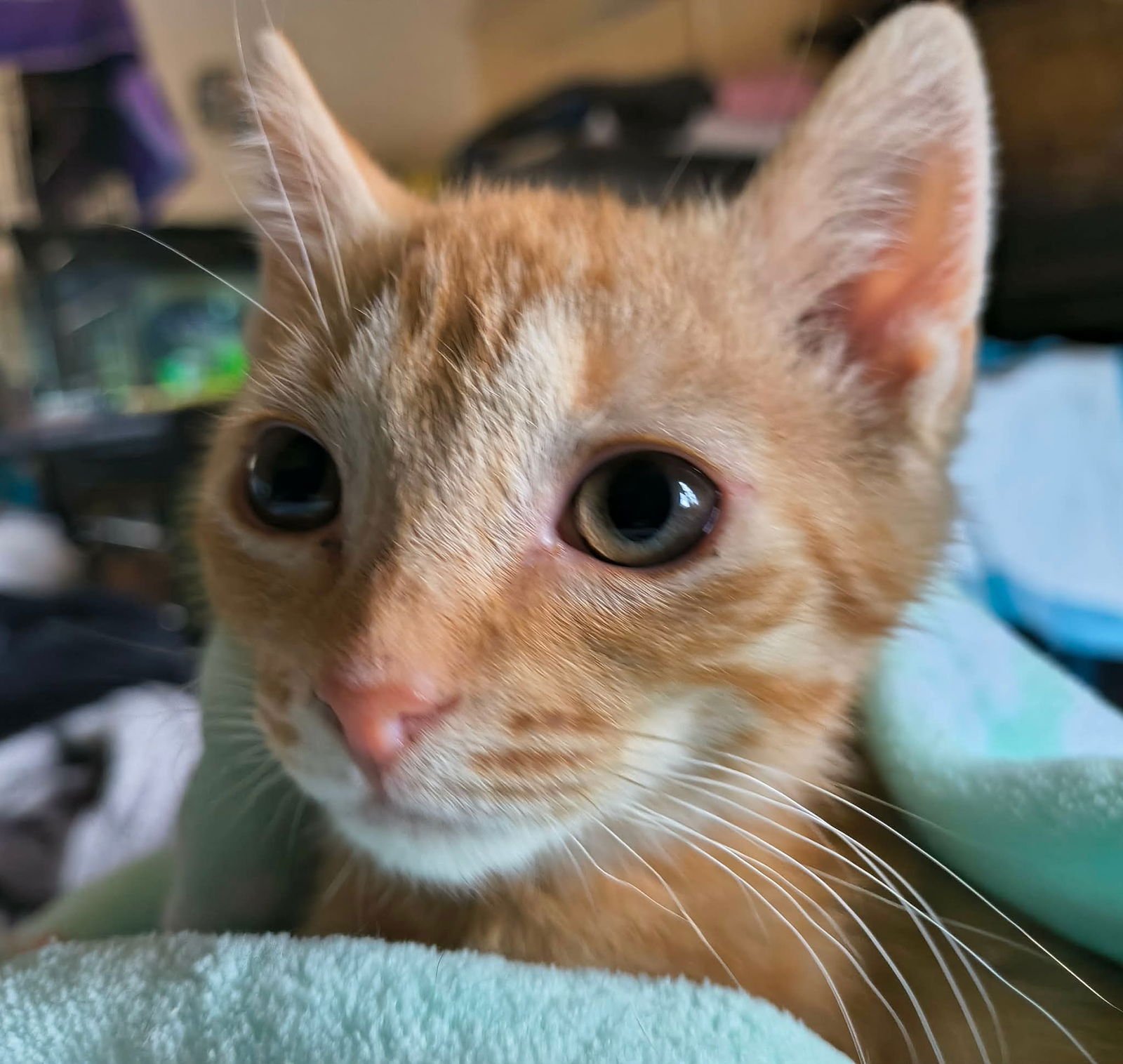 LOOKALIKE (AVAILABLE FOR PRE-ADOPTION) - Domestic Short Hair available for adoption