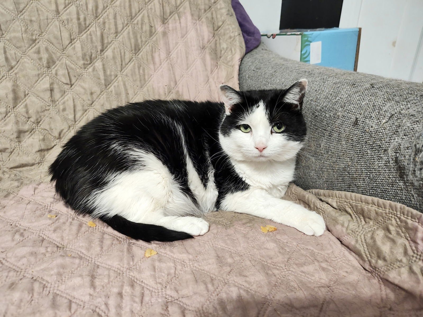 SEESAW - Domestic Short Hair available for adoption