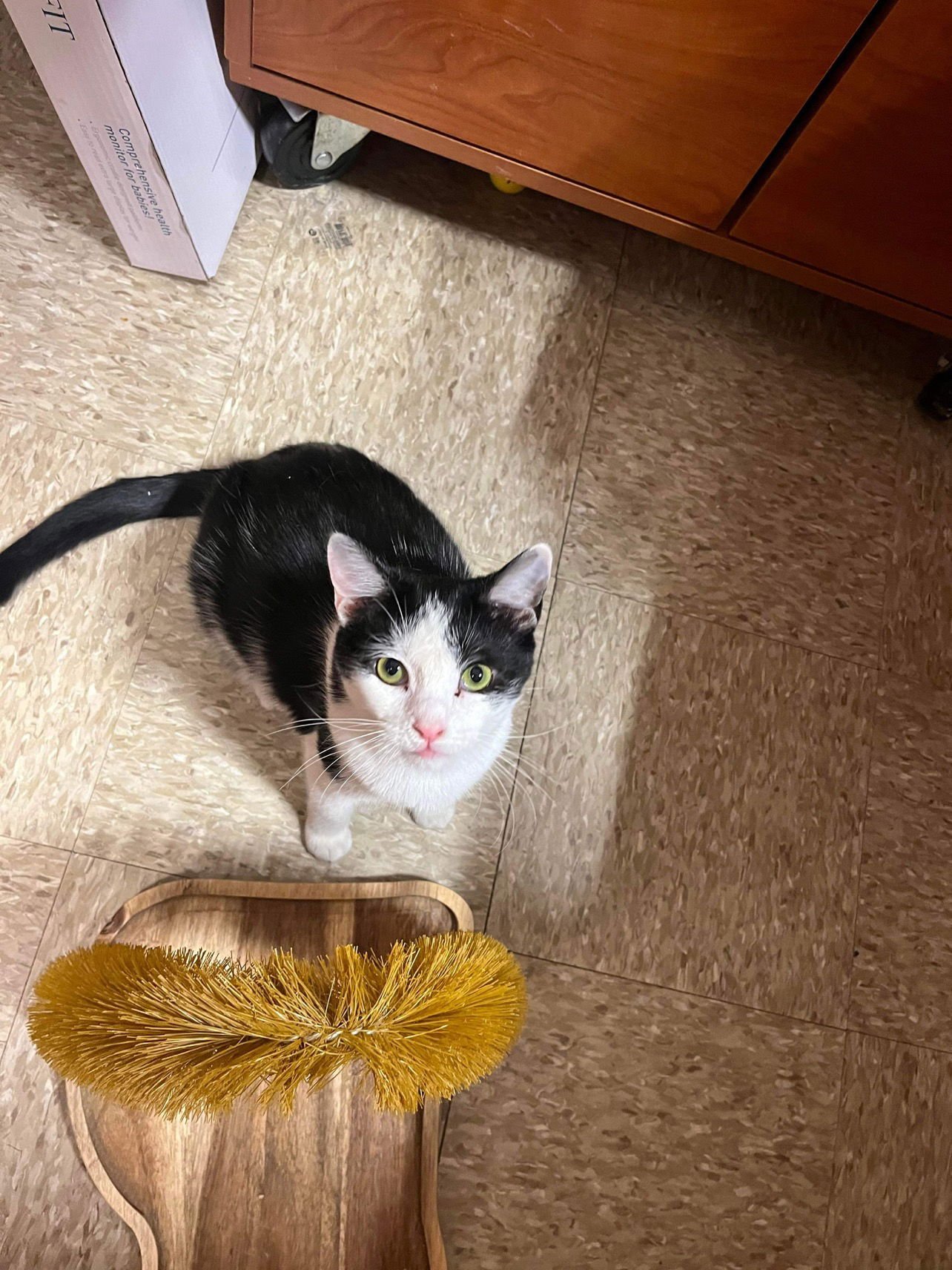 SEESAW - Domestic Short Hair available for adoption