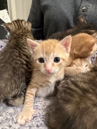 Porkchop (Available for pre-adoption) - Photo 1