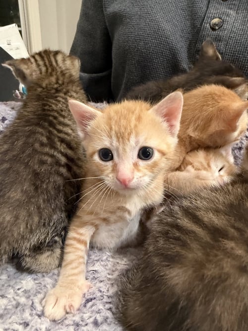 PORKCHOP (AVAILABLE FOR PRE-ADOPTION) - Domestic Short Hair available for adoption