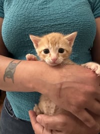 Porkchop (Available for pre-adoption) - Photo 2