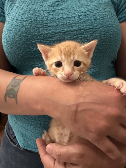 PORKCHOP (AVAILABLE FOR PRE-ADOPTION) - Domestic Short Hair available for adoption