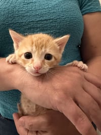 Porkchop (Available for pre-adoption) - Photo 3