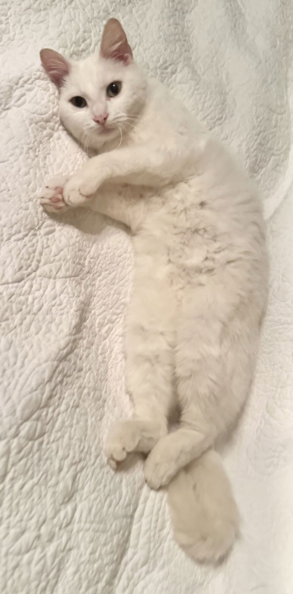 OHANA (AVAILABLE FOR PRE-ADOPTION) - Domestic Short Hair available for adoption