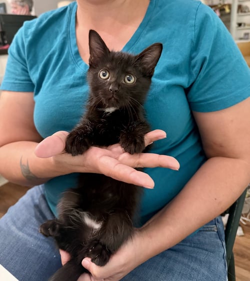 BO - Domestic Short Hair available for adoption