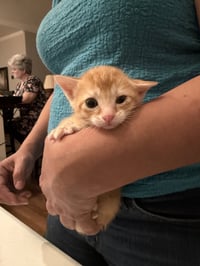 Butterball (Available for pre-adoption) - Photo 1