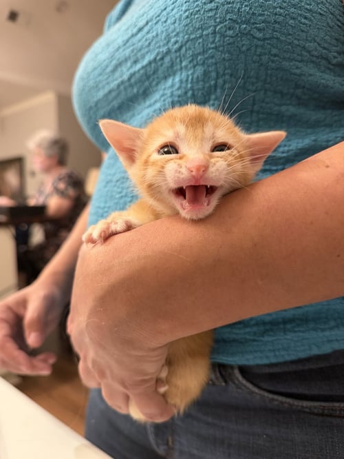 BUTTERBALL (AVAILABLE FOR PRE-ADOPTION) - Domestic Short Hair available for adoption