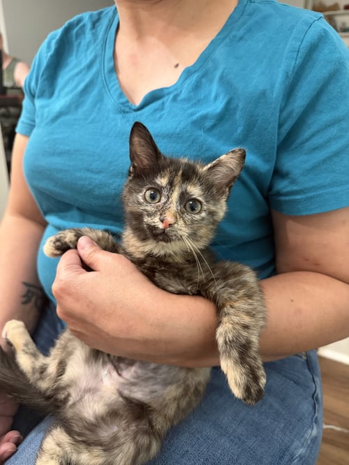 MIA - Domestic Short Hair available for adoption