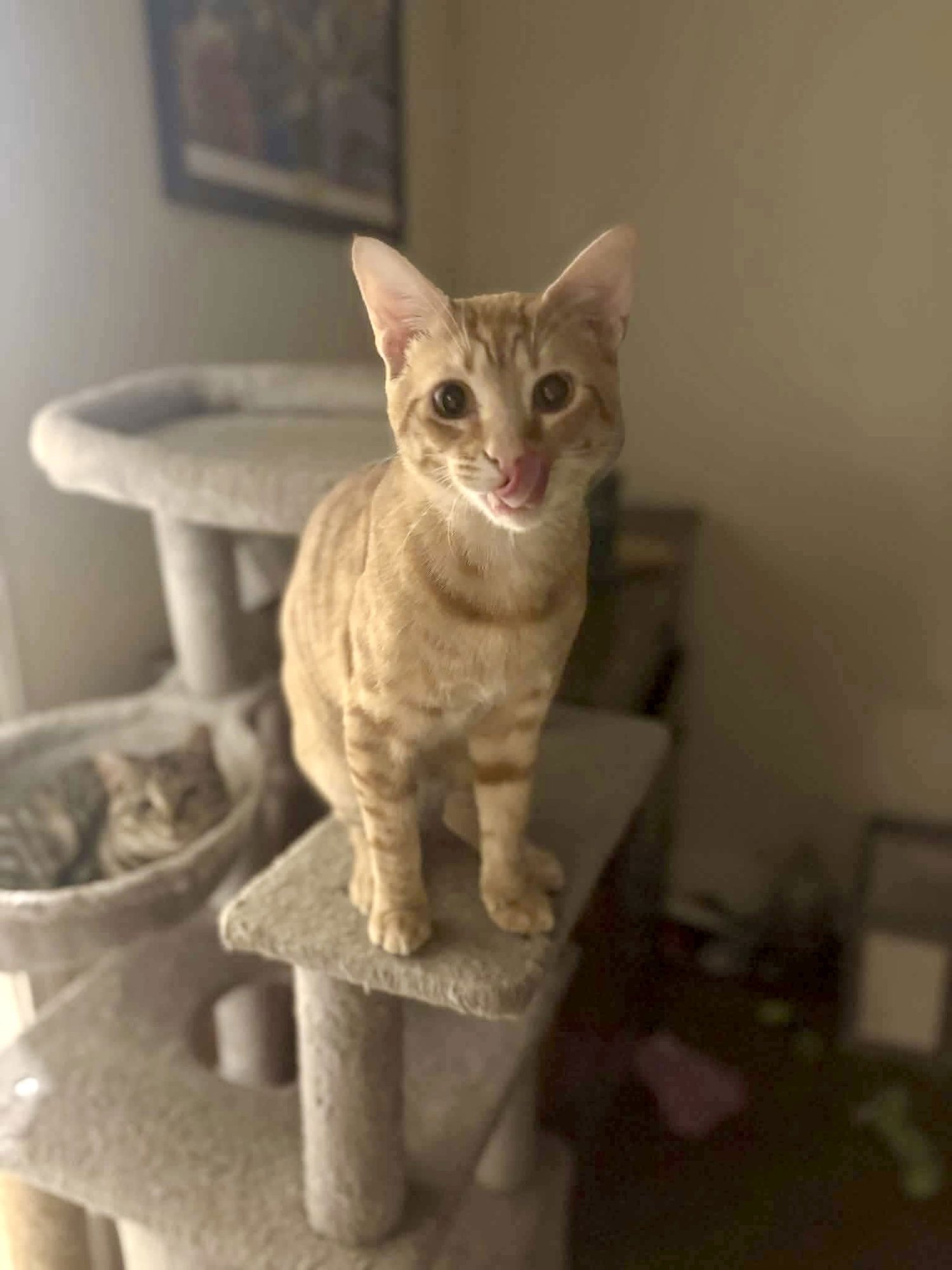 NOM NOM - Domestic Short Hair available for adoption