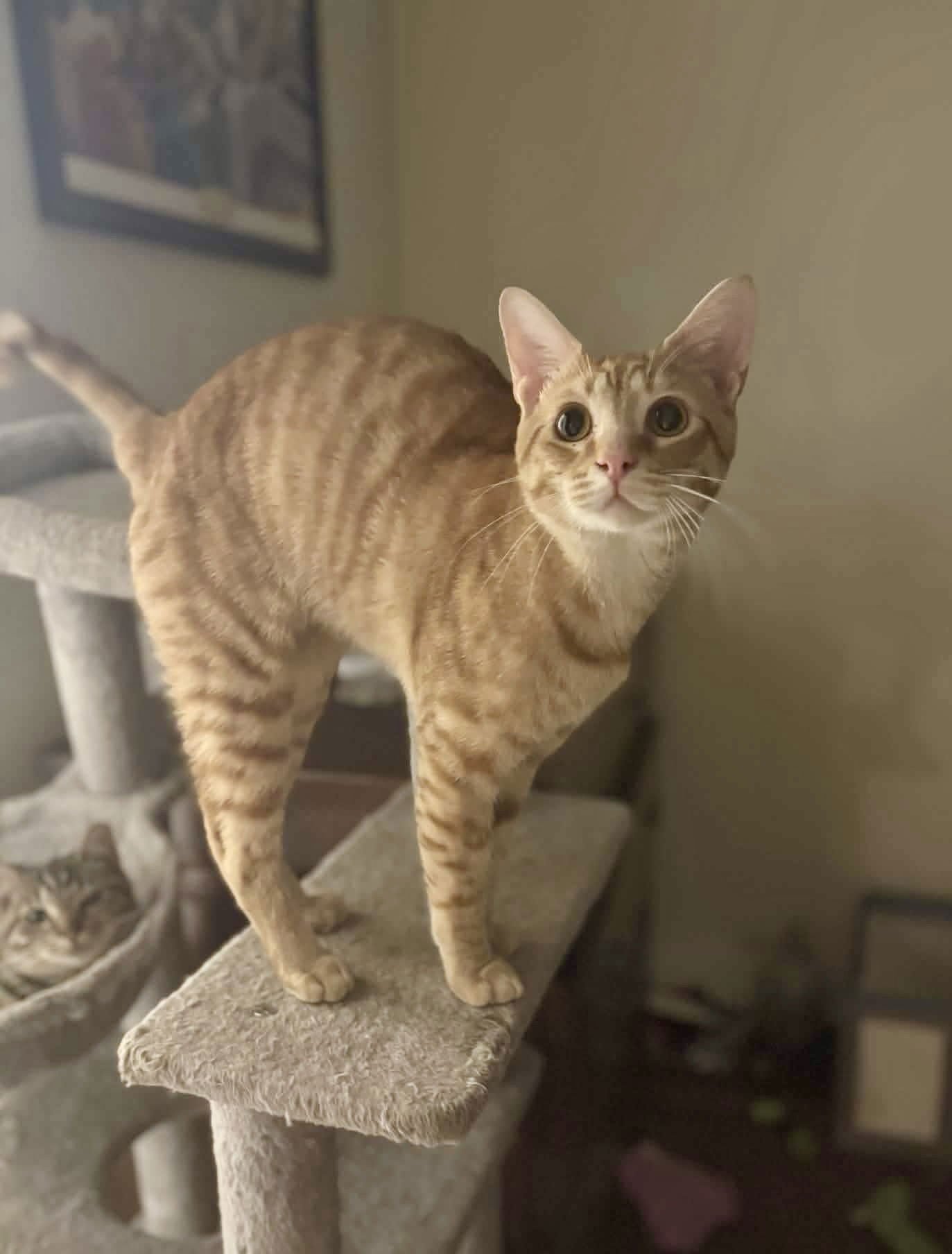 NOM NOM - Domestic Short Hair available for adoption