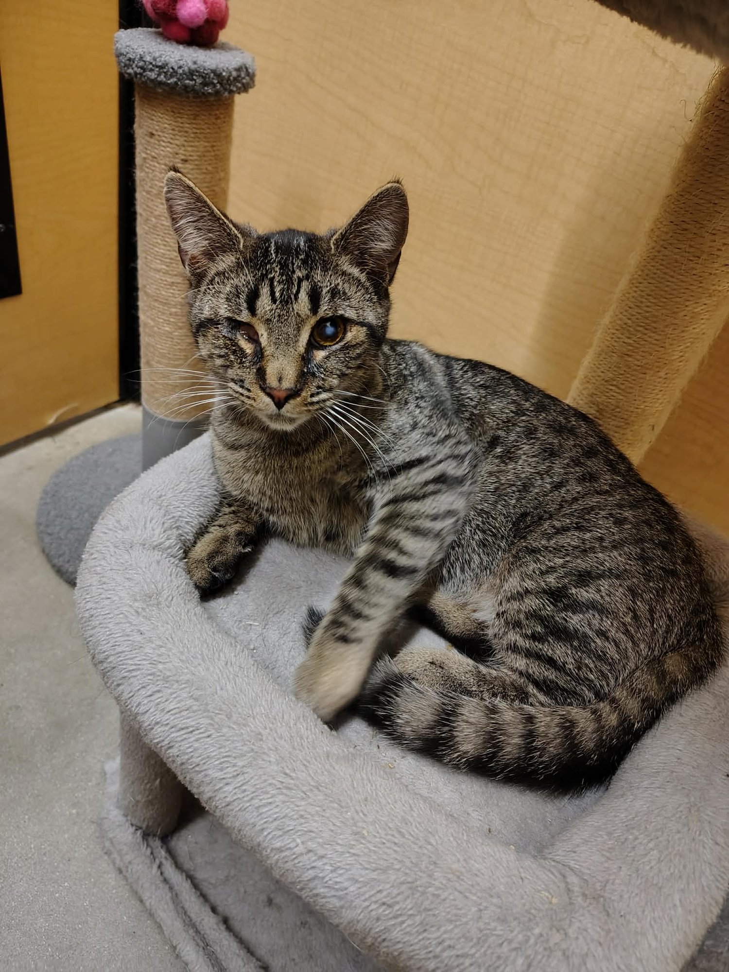 BOB N WEAVE - Domestic Short Hair available for adoption