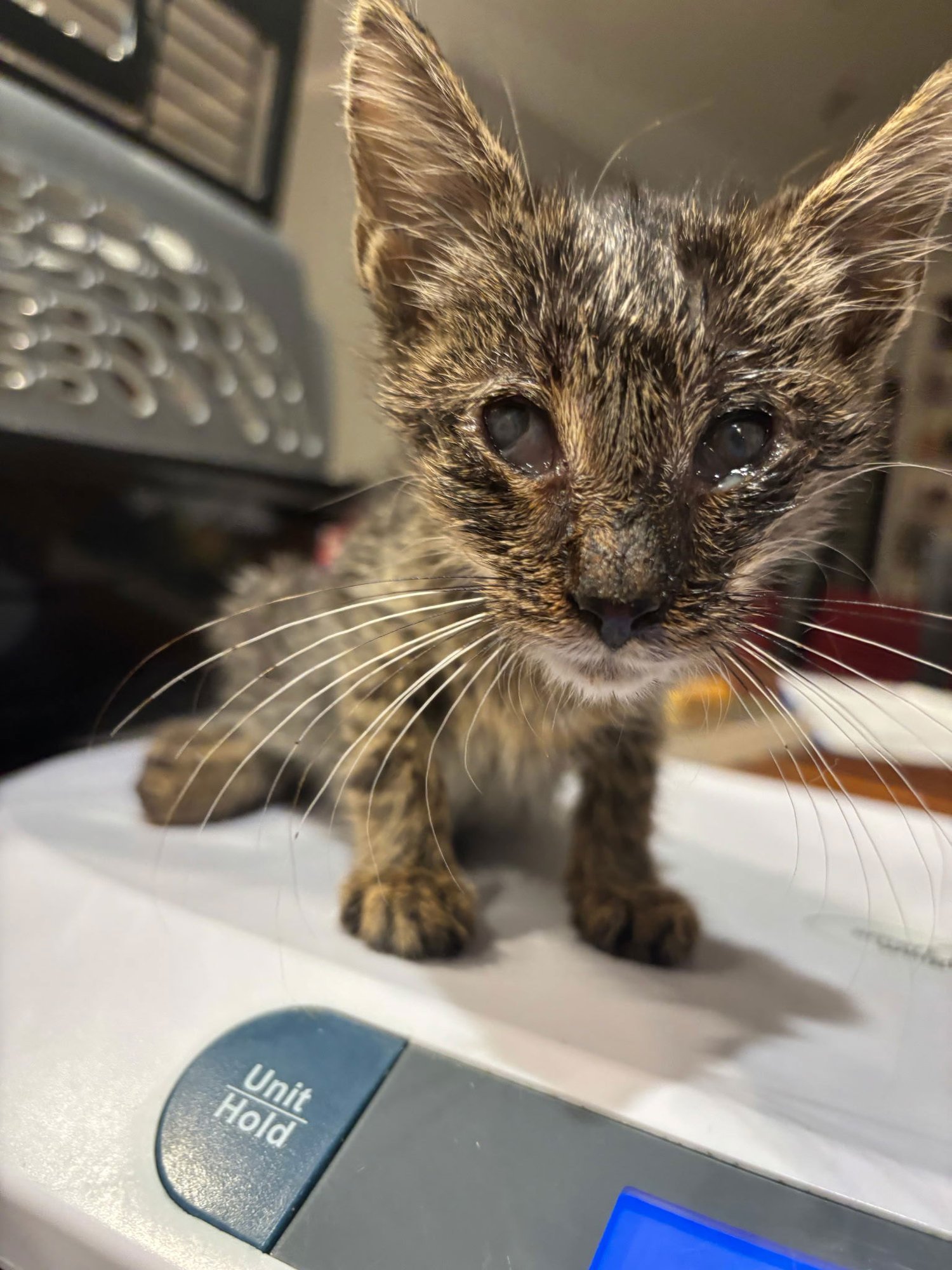 BOB N WEAVE - Domestic Short Hair available for adoption