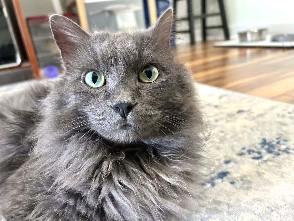 MISTY - Nebelung available for adoption