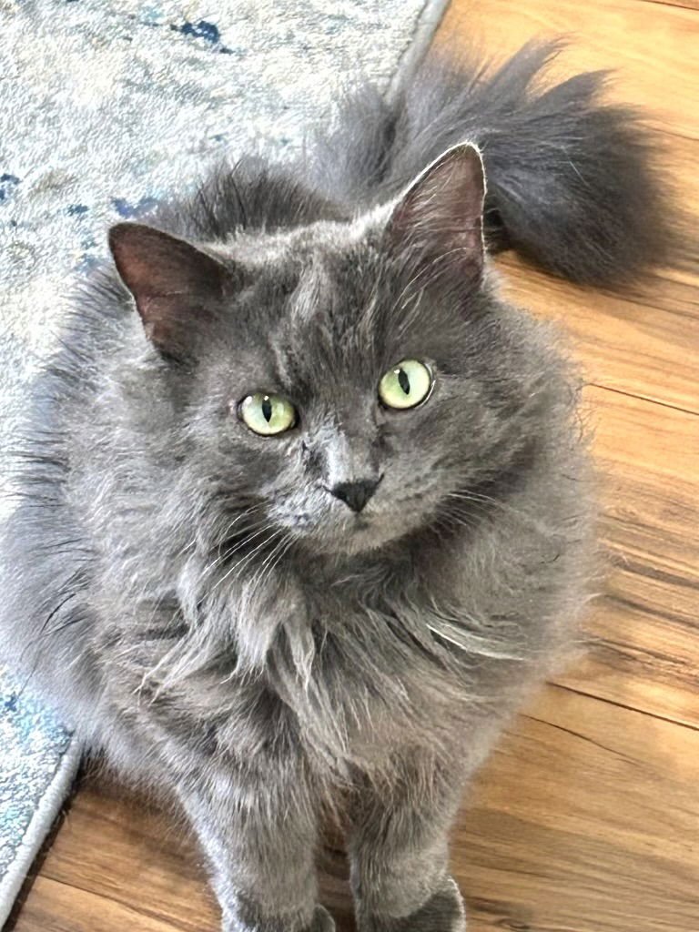 MISTY - Nebelung available for adoption