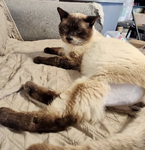 PARADOX (AVAILABLE FOR PRE-ADOPTION) - Siamese available for adoption