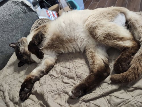 PARADOX (AVAILABLE FOR PRE-ADOPTION) - Siamese available for adoption