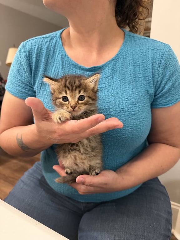 Love Shack (Available for pre-adoption) Image