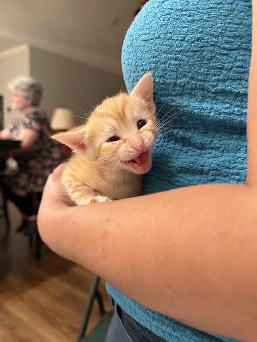 BARBACOA (AVAILABLE FOR PRE-ADOPTION) - Domestic Short Hair available for adoption