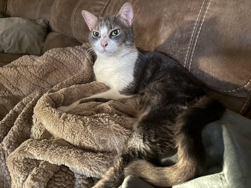 GLORY - Domestic Short Hair available for adoption