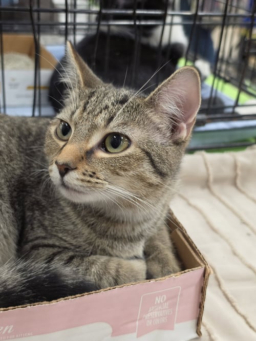 *SOUVENIER - Domestic Short Hair available for adoption