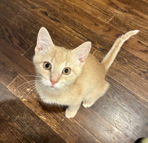 *LEO BISCUIT