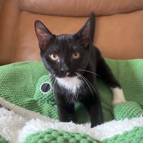 *WONKA - Domestic Short Hair for adoption in Lynchburg