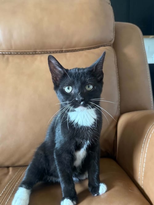 *WONKA - Domestic Short Hair available for adoption