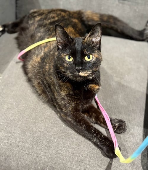 *CALLIOPE - Domestic Short Hair for adoption in Lynchburg