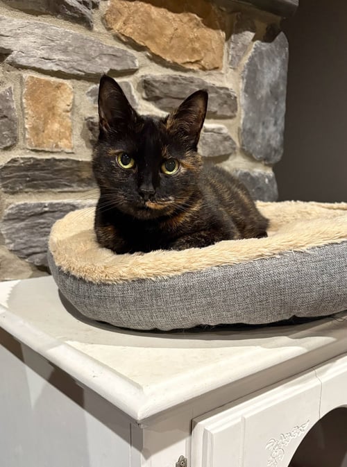 *CALLIOPE - Domestic Short Hair available for adoption