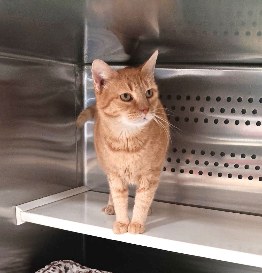 *AQUAFINA - Domestic Short Hair available for adoption