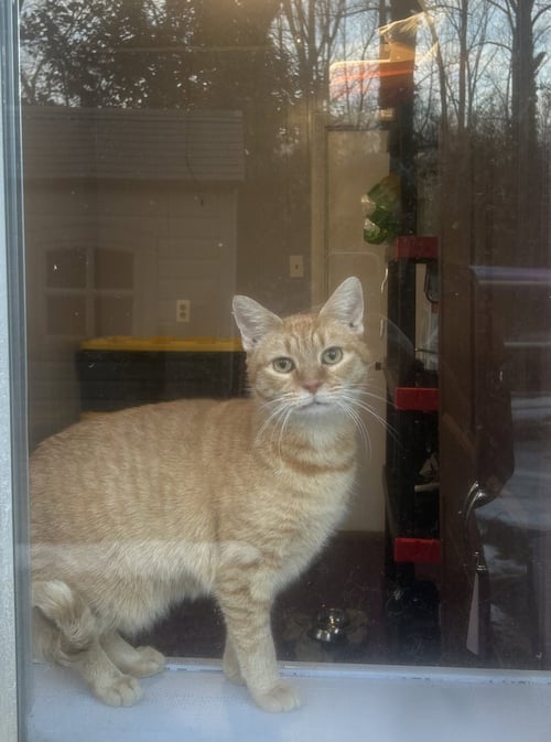 *AQUAFINA - Domestic Short Hair for adoption in Lynchburg